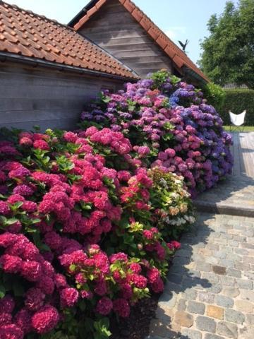 Flemish Cottage 오스트캄프 외부 사진